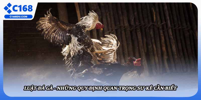 Luật Đá Gà - Những Quy Định Quan Trọng Sư Kê Cần Biết
